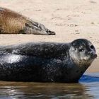 Hundsrobben in der Nordsee