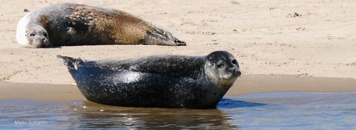 Hundsrobben in der Nordsee