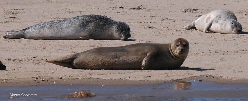 Hundsrobben in der Nordsee