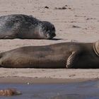 Hundsrobben in der Nordsee