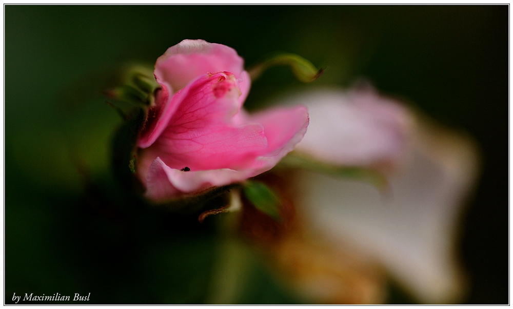 Hundsrose - auch Hagebutte