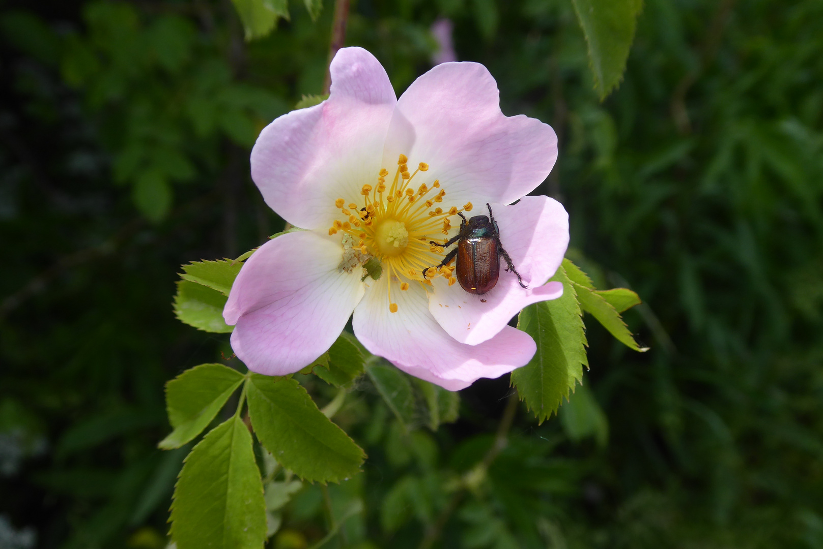 Hundsrose mit Besuch