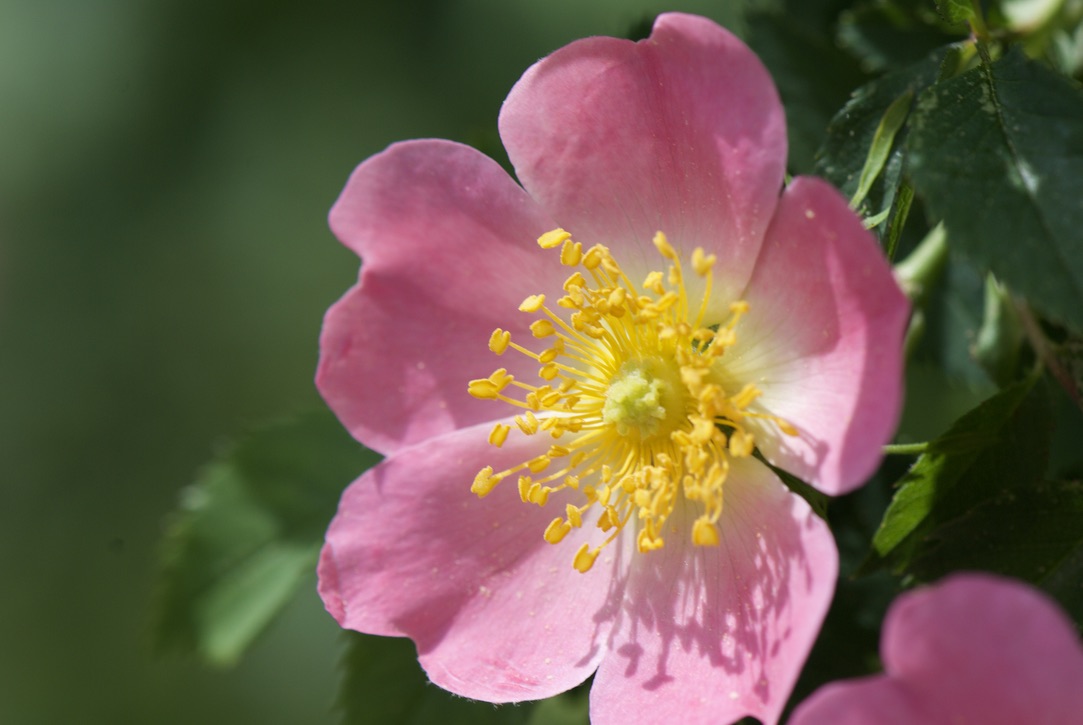 Hundsrose Rosa canina