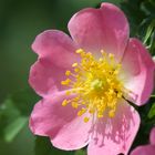 Hundsrose Rosa canina