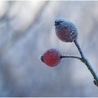 hundsrose (rosa canina) ...