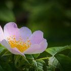 Hundsrose (Rosa canina)