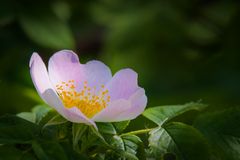 Hundsrose (Rosa canina)