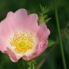 Hundsrose ( Rosa canina )