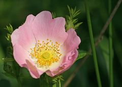 Hundsrose ( Rosa canina )