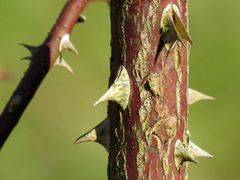 Hundsrose - Stacheliger Stamm IMG_0059