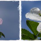 Hundsrosen mit Wassertropfen