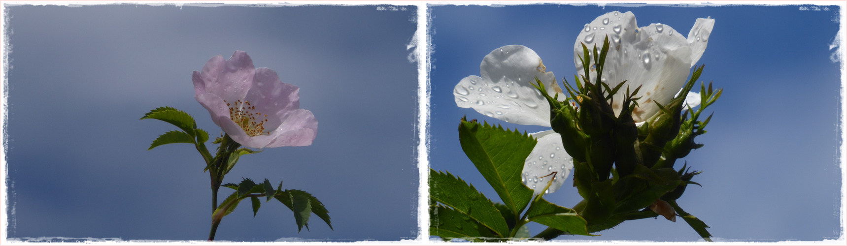 Hundsrosen mit Wassertropfen