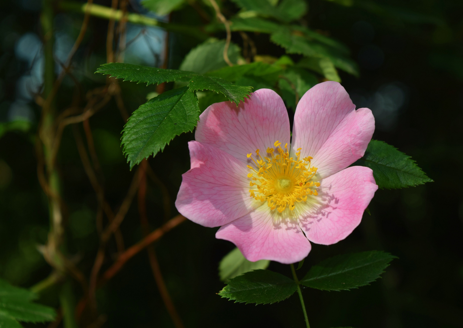 Hundsrosenblüte