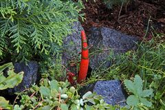 Hundsrute in meinem Garten aber ihr ist kein längeres Leben beschieden