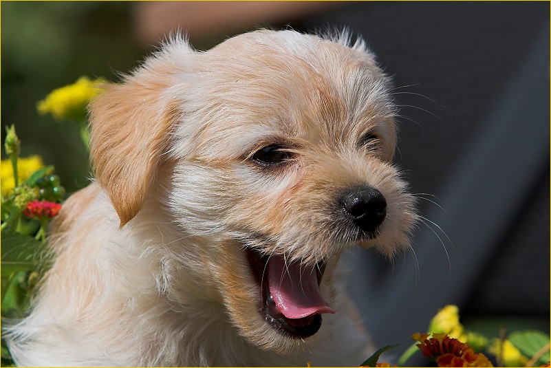 Hundstage ² Foto & Bild | tiere, haustiere, hunde Bilder auf