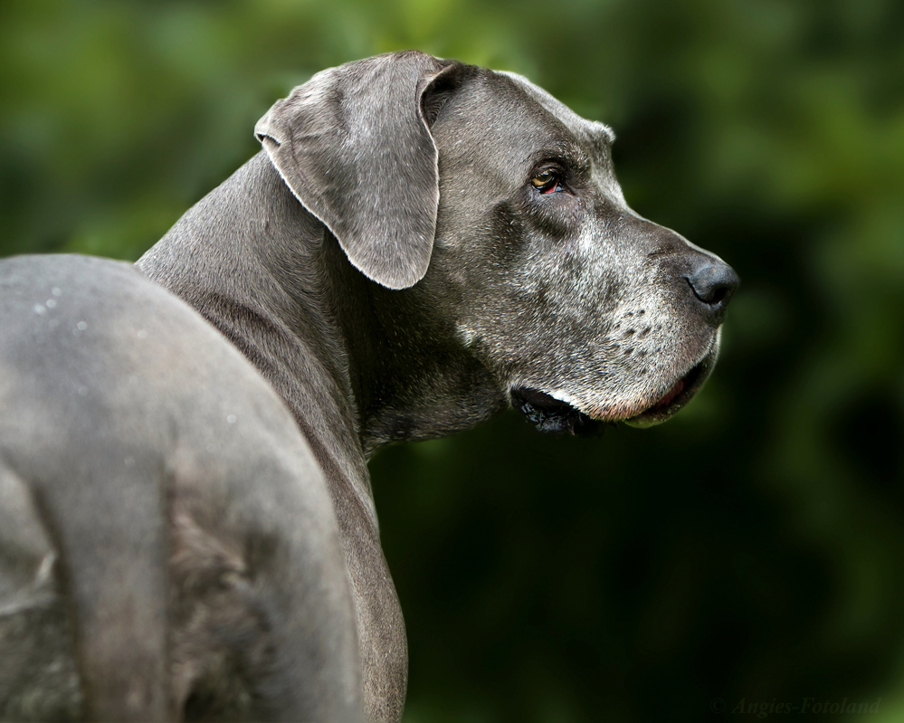 Hundstage... Foto & Bild | tiere, haustiere, hunde Bilder auf fotocommunity