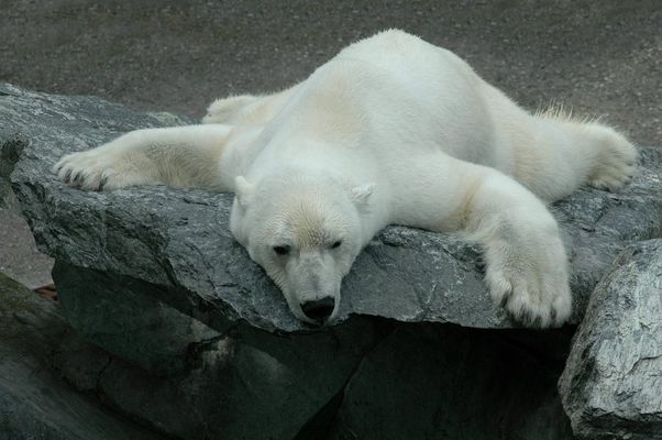 Hundstage für Eisbären / Wilhelma Stuttgart