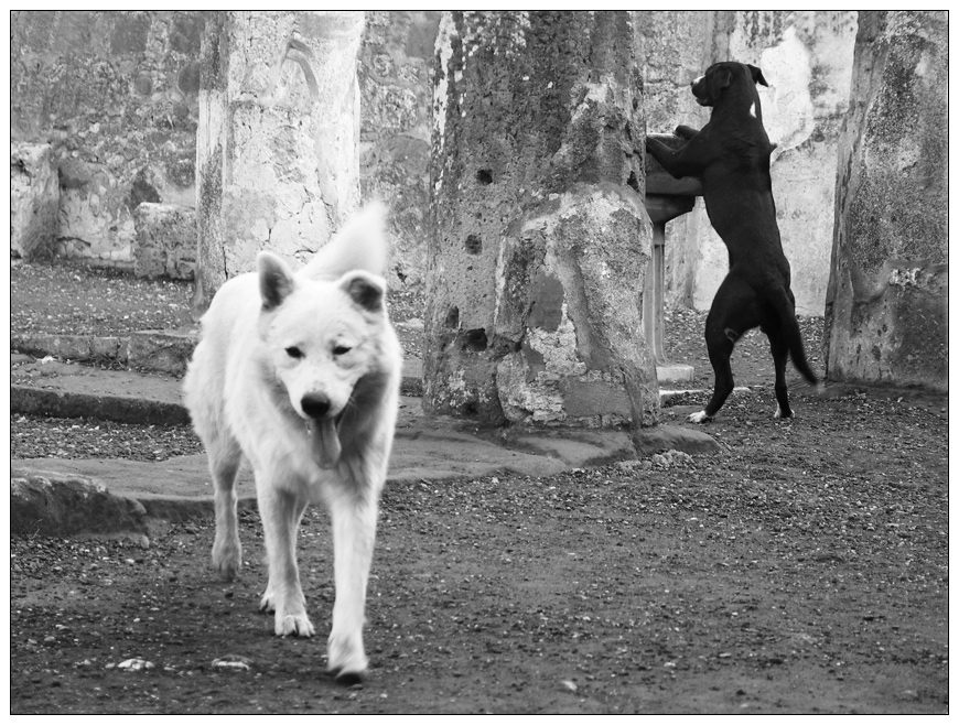 hundstage in pompeji