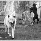 hundstage in pompeji