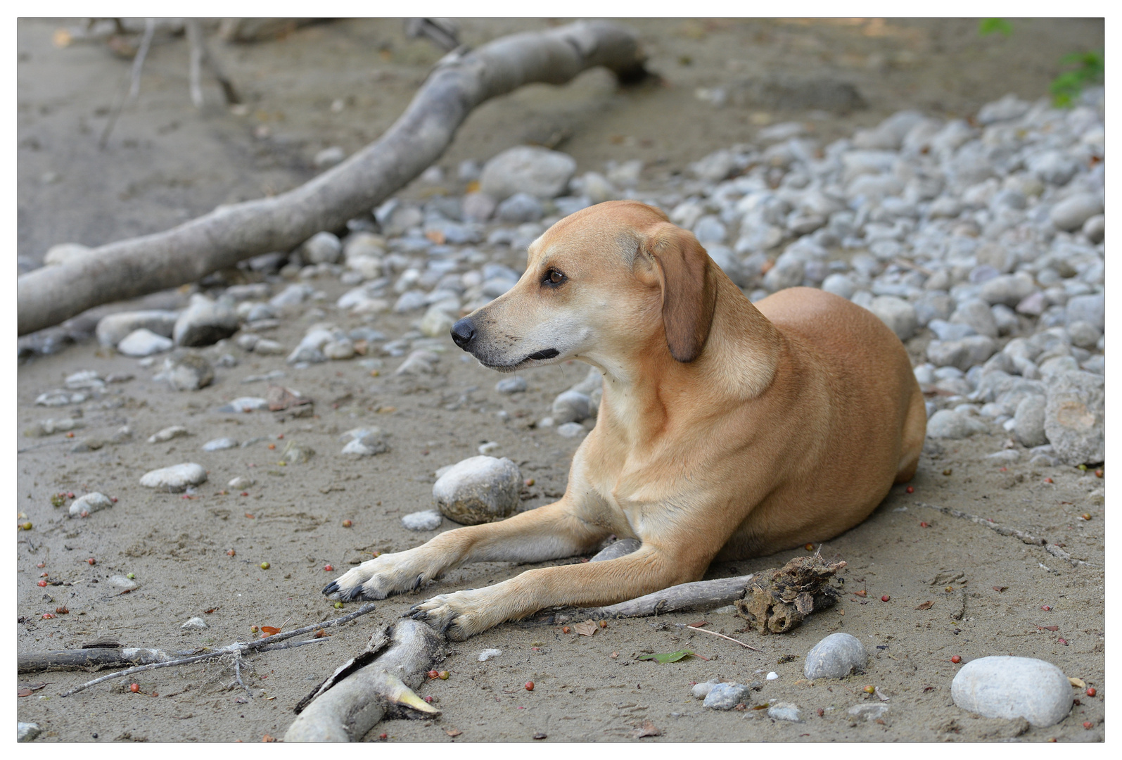 Hundstage - Sina im kühlen, nassen Sand.