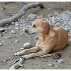 Hundstage - Sina im kühlen, nassen Sand.