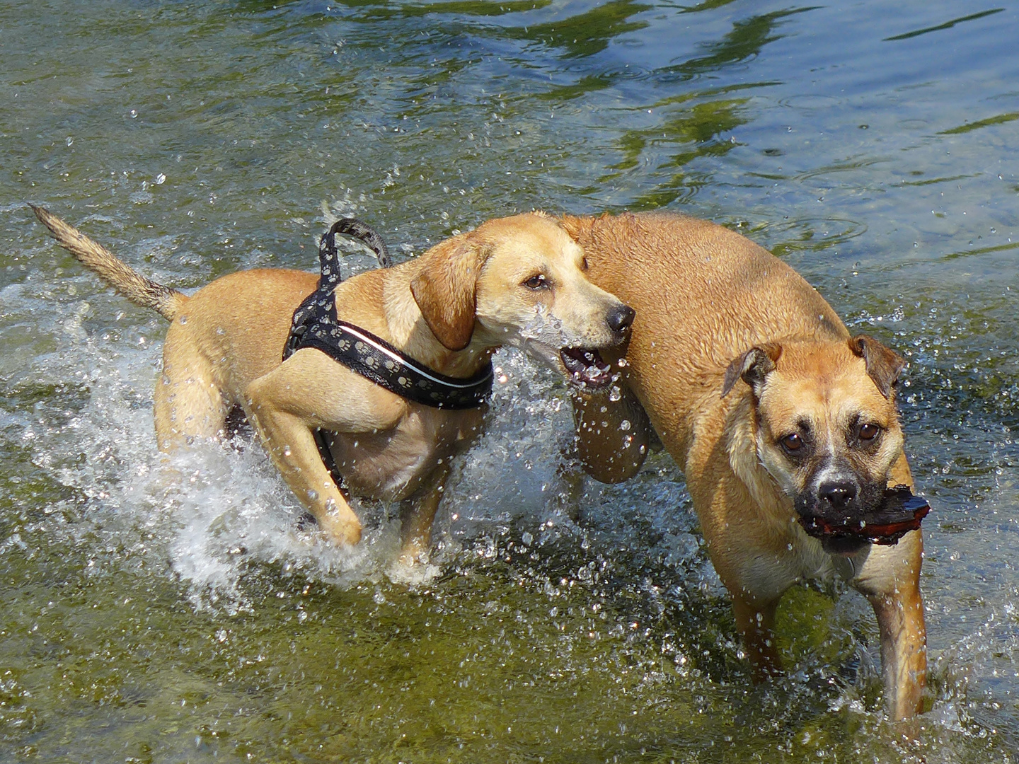 Hundstage sind am schönsten im Wasser.