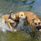 Hundstage sind am schönsten im Wasser.
