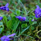 Hundsveilchen (Viola canina)