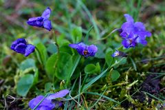 Hundsveilchen (Viola canina)