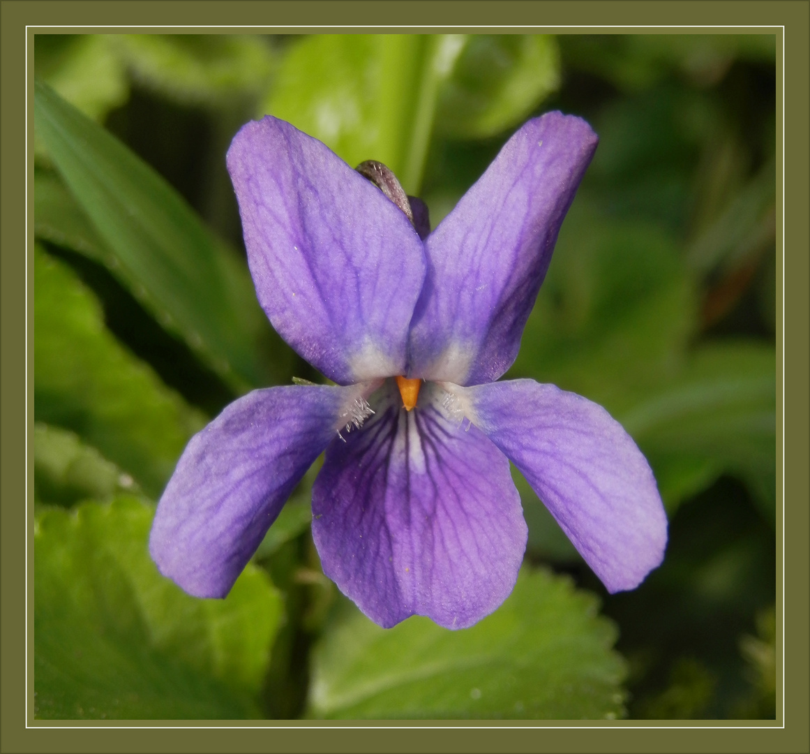 Hundsveilchen (Viola canina) oder Roßveilchen