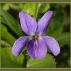 Hundsveilchen (Viola canina) oder Roßveilchen