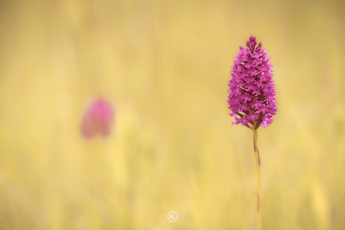 Hundswurz (Anacamptis pyramidalis)