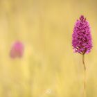 Hundswurz (Anacamptis pyramidalis)