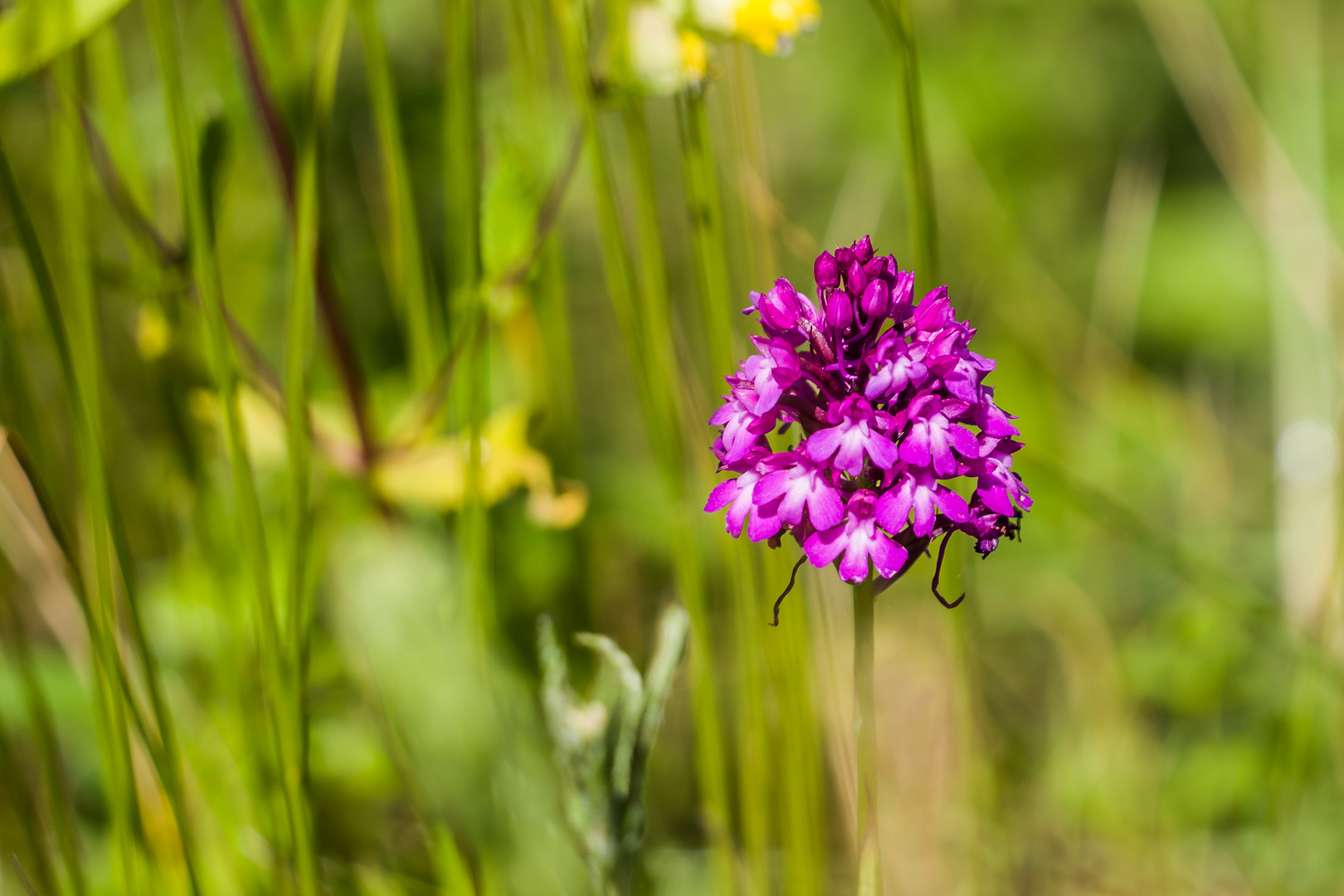 Hundswurz oder Spitzorchis