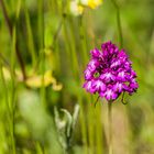 Hundswurz oder Spitzorchis