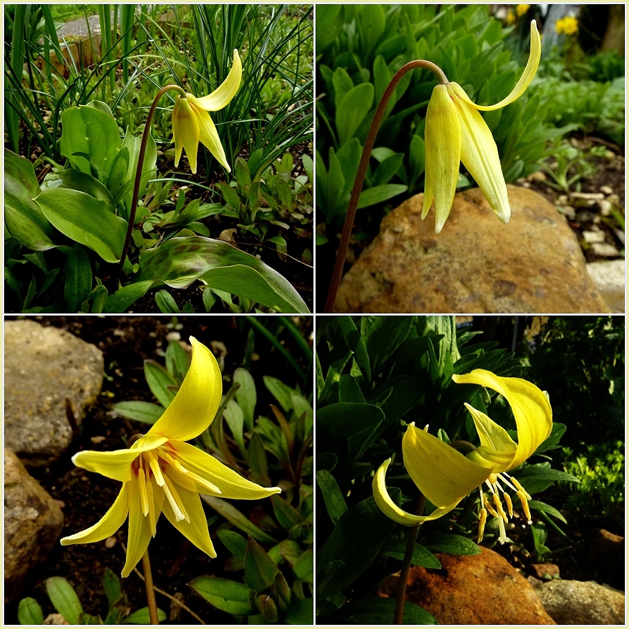 Hundszahn Foto & Bild pflanzen, pilze & flechten, blüten