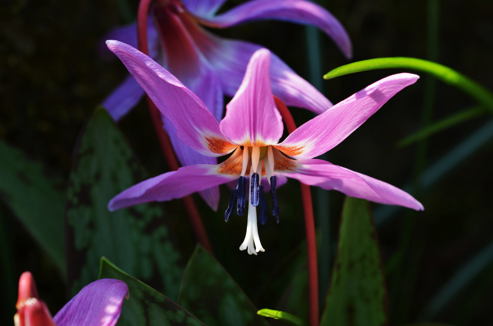 Hundszahn - Erythronium dens-canis