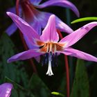 Hundszahn - Erythronium dens-canis