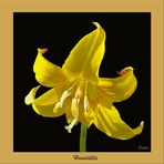 Hundszahn - Erythronium tuolumnense