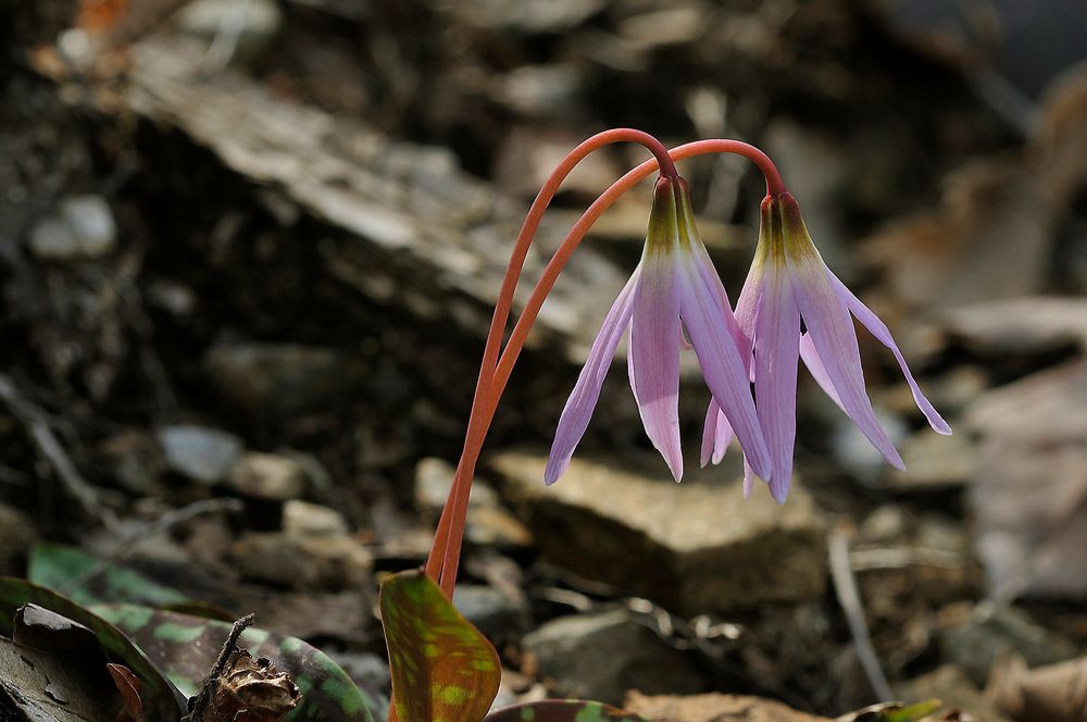 Hundszahnlilie, am 2.4.2013 in Verbania (I)