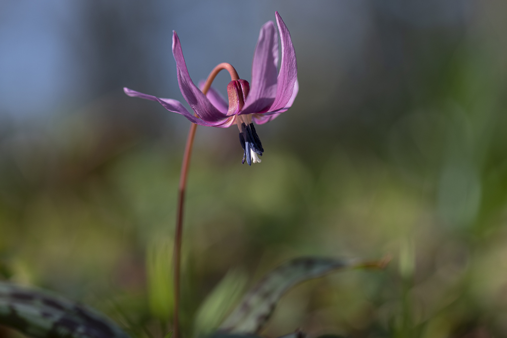 Hundszahnlilie (Erythronium dens-canis)