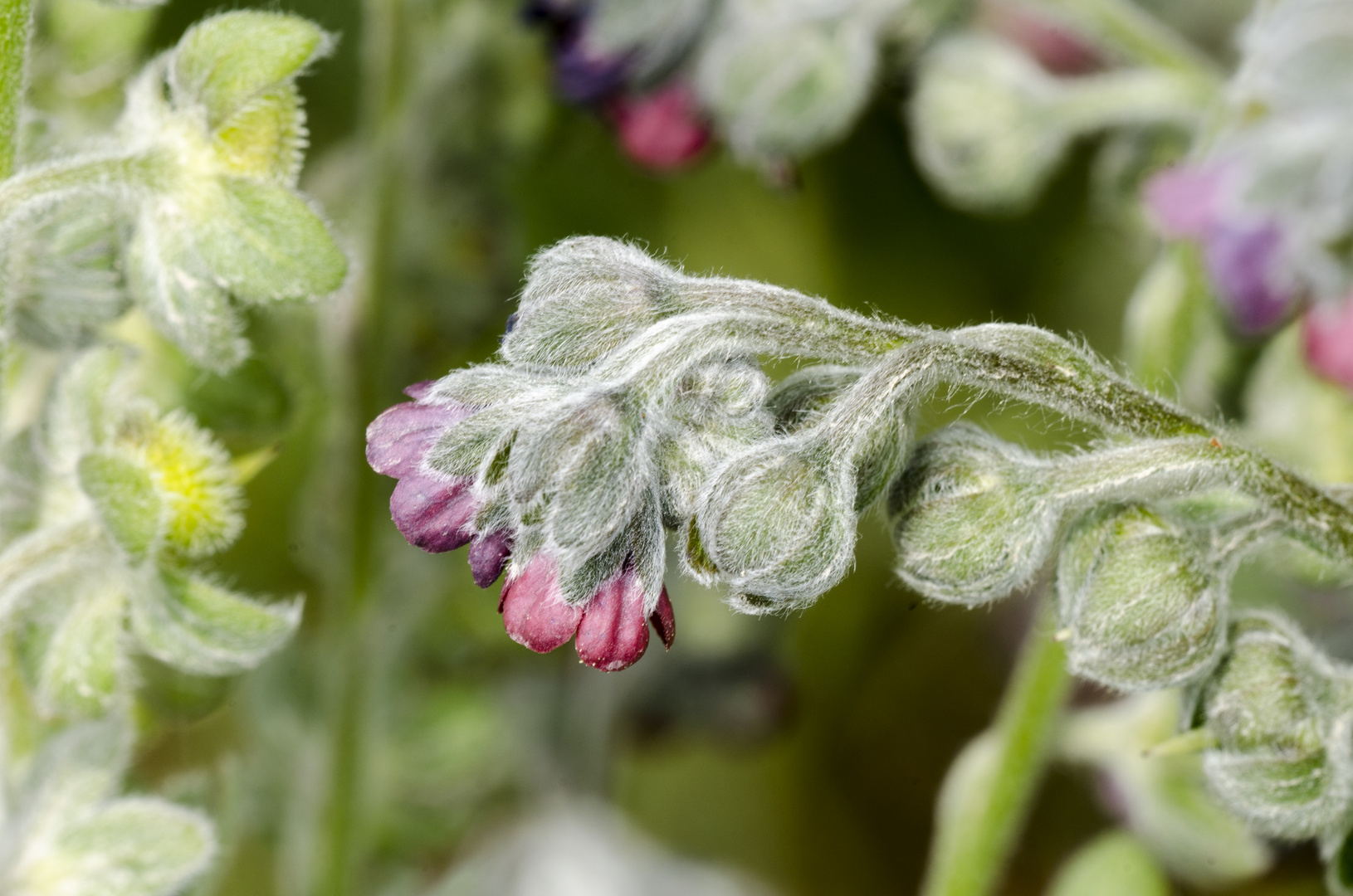 Hundszunge (Cynoglossum officinale)