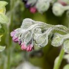 Hundszunge (Cynoglossum officinale)