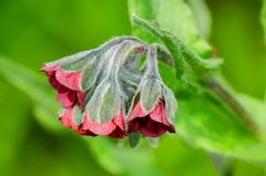 Hundszunge (Cynoglossum officinale)