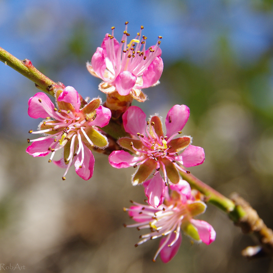 Hungarian peach