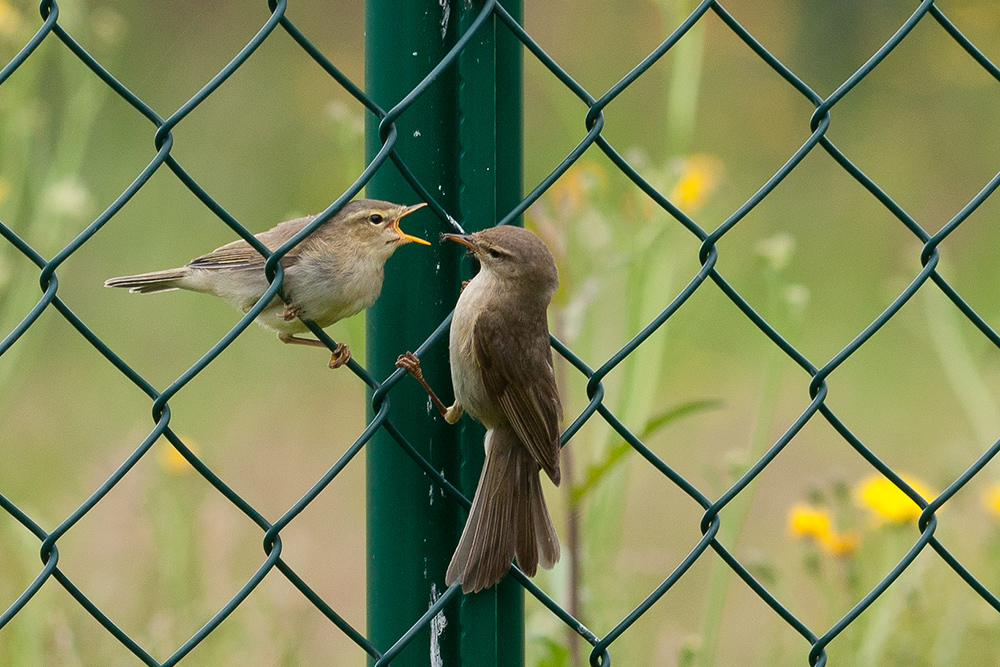 HUNGER !