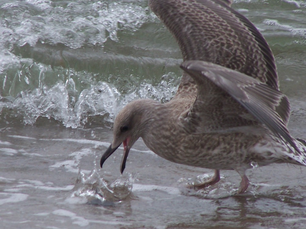 hunger am Strand