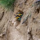 Hunger! Bienenfresser-Nachwuchs ist sich einig.