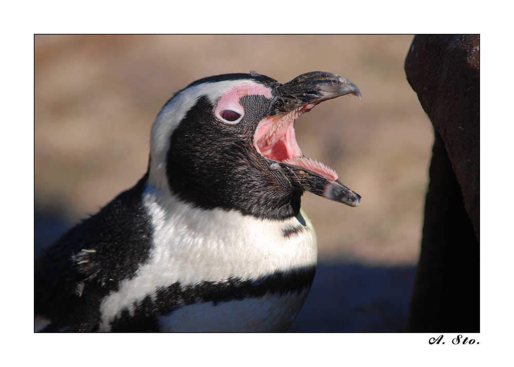 Haben Pinguine Zähne Haben Pinguine Zähne