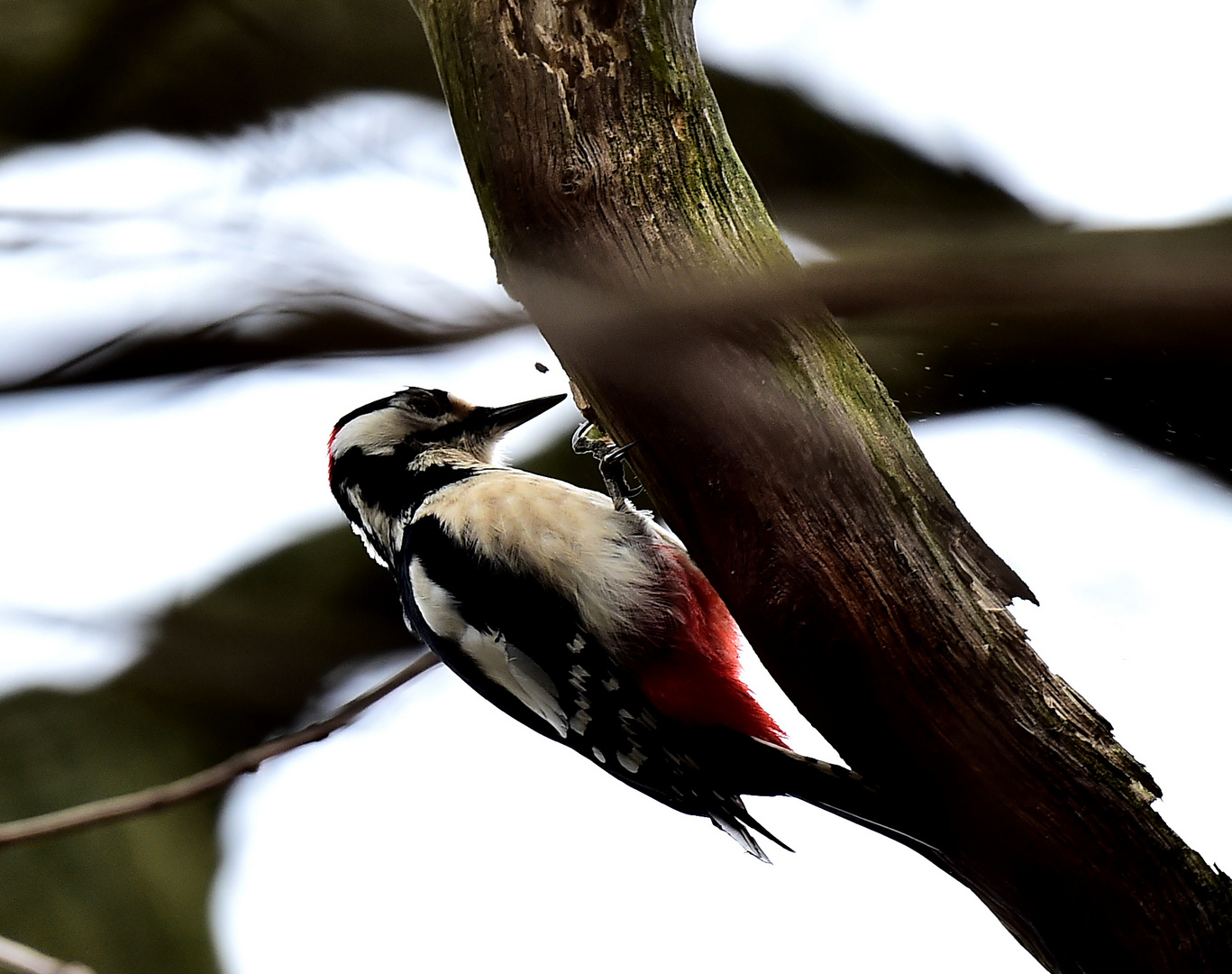 Hunger,--da fliegen die Fetzen  !